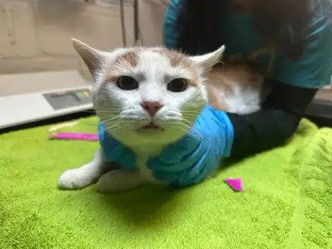 Kronk