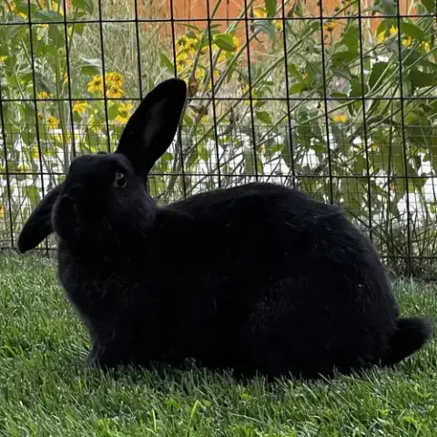 Lady Bunny photo 5