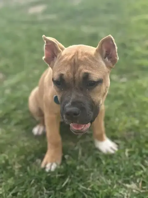 Fv Litter Indie