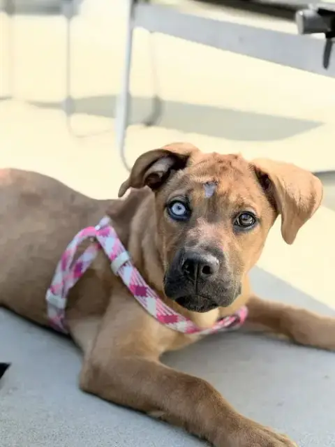 Sierra