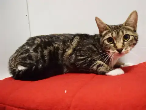 *Simone