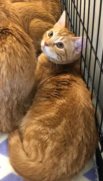 Jingles