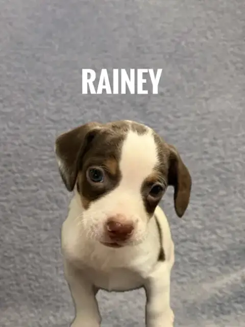 Rainey