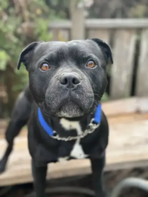 Beau