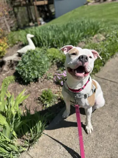 Ivy