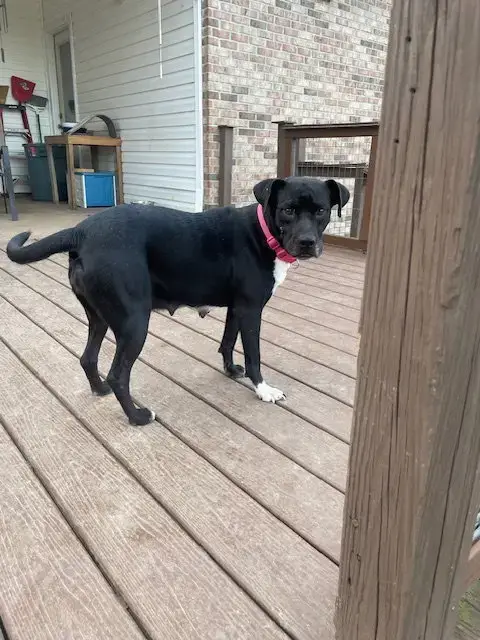 Pepper photo 3