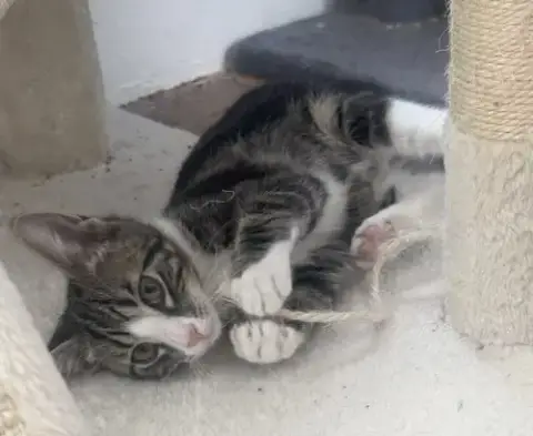 Flint *In Foster*