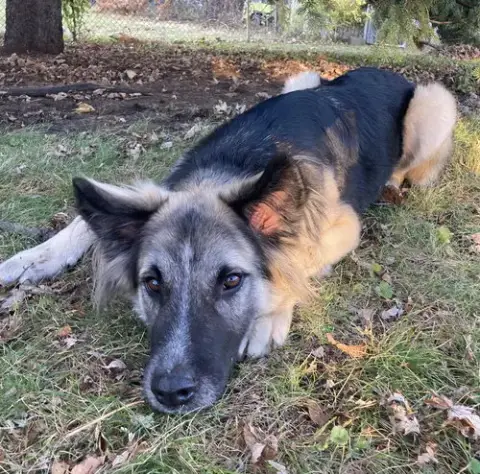 Piper photo 4
