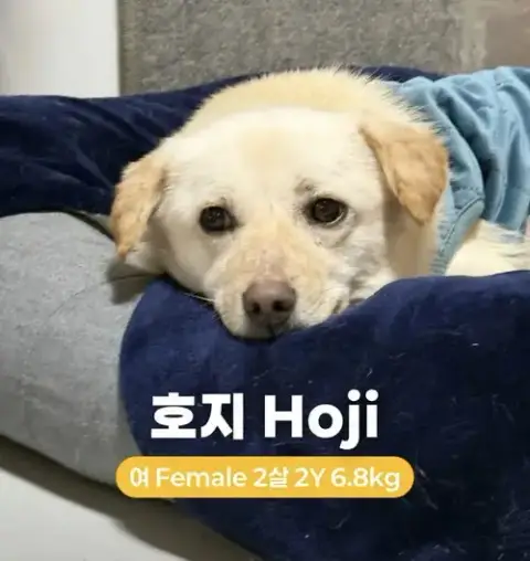 Hoji photo 2