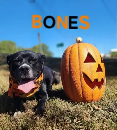 Bones photo 3