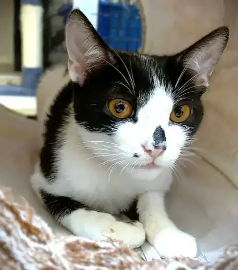 Kitten Geeky photo 2