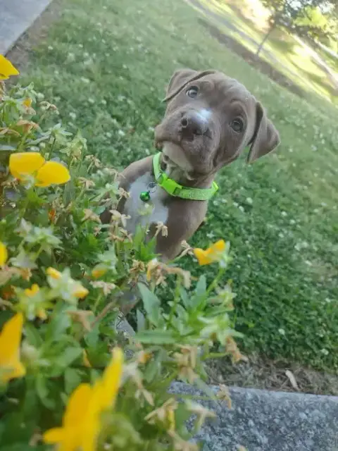 Zane