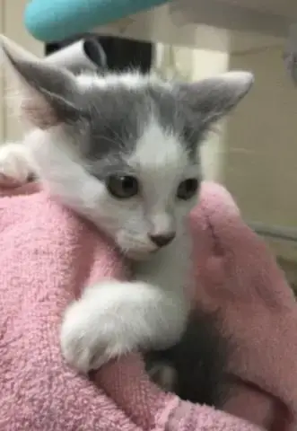 Mittens