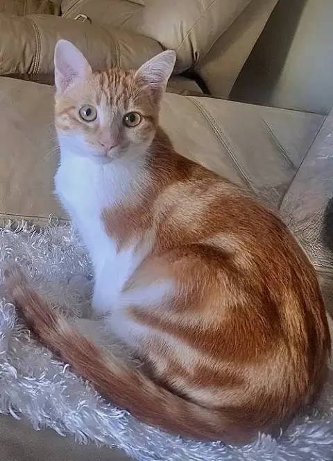 Loki