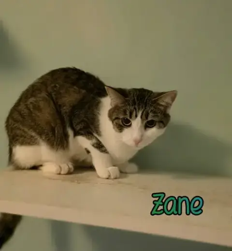 Zane photo 4