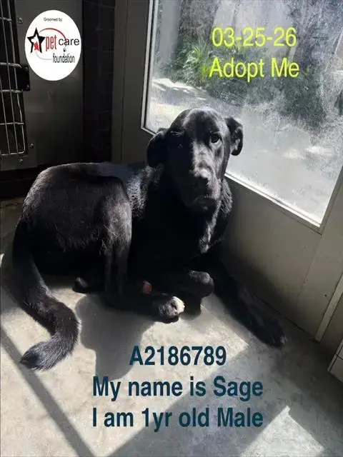 Sage