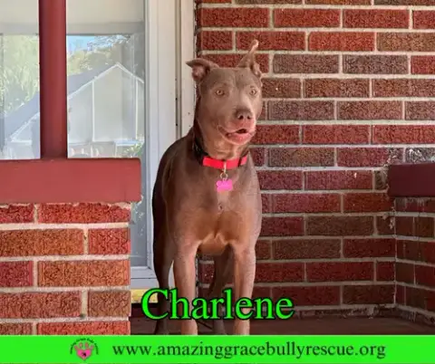 Charlene photo 3