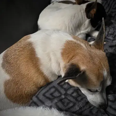 Petey photo 4
