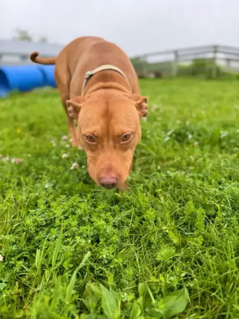 Penny photo 2