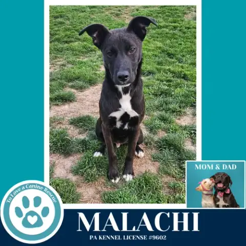 Malachi