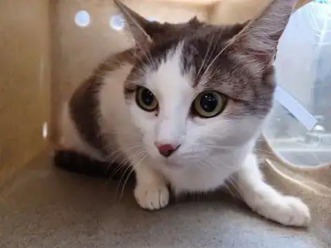 Chicolita