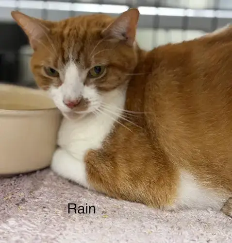 Rain photo 3