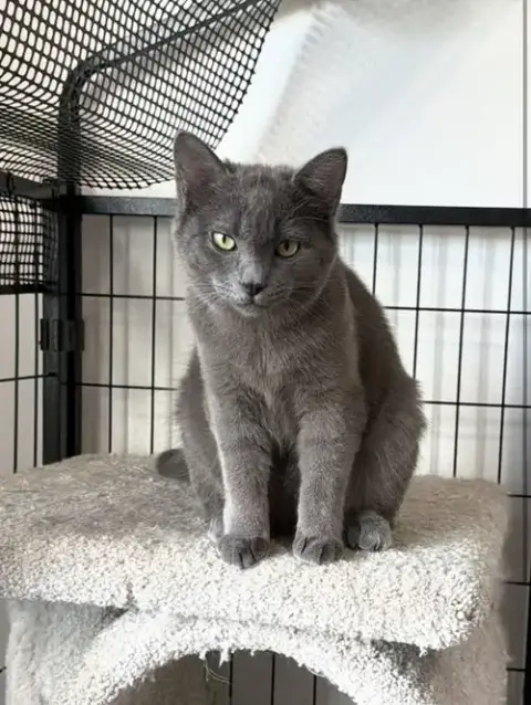 Gizmo