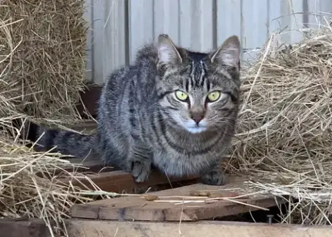 Barn Cat/Mouser photo 2
