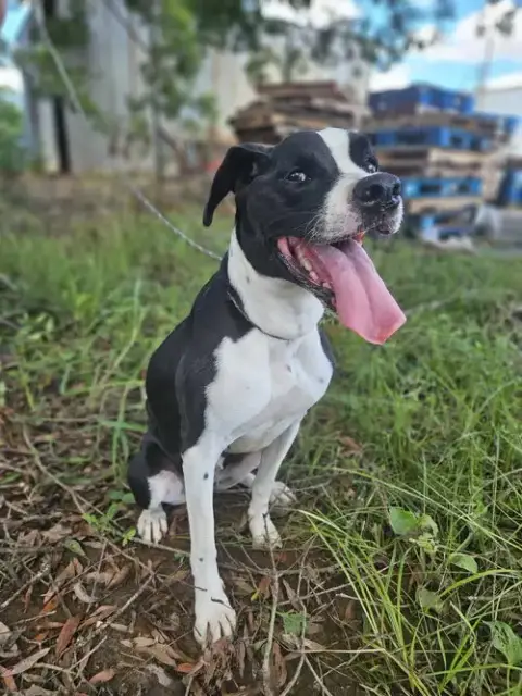 Roxy