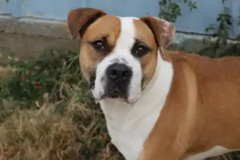 Sully