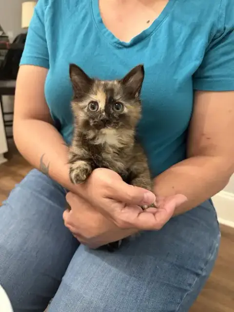Tia