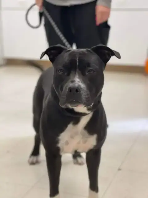 Paka