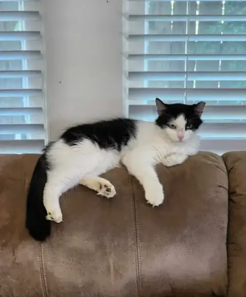 Millie