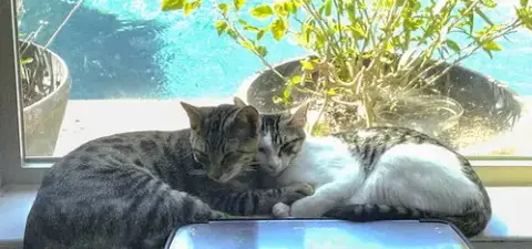 Chompers #More-Purrs-Less-Drama photo 2