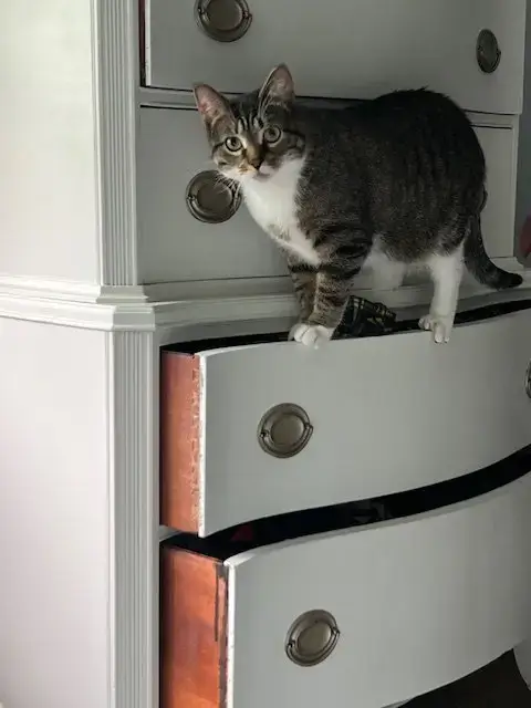 Gizmo photo 2