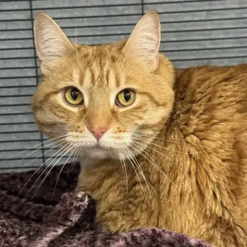 Gracie