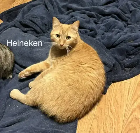 Heineken
