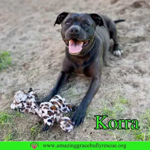 Korra photo 3