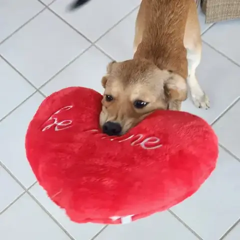 Eevee photo 4