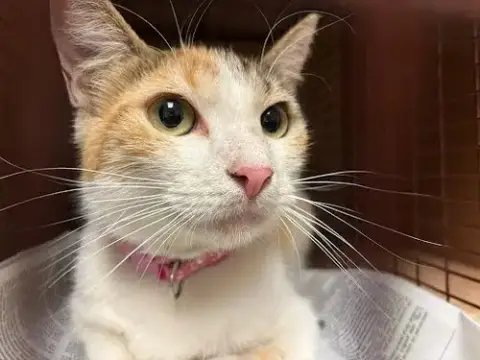 Mrs. Biscuits