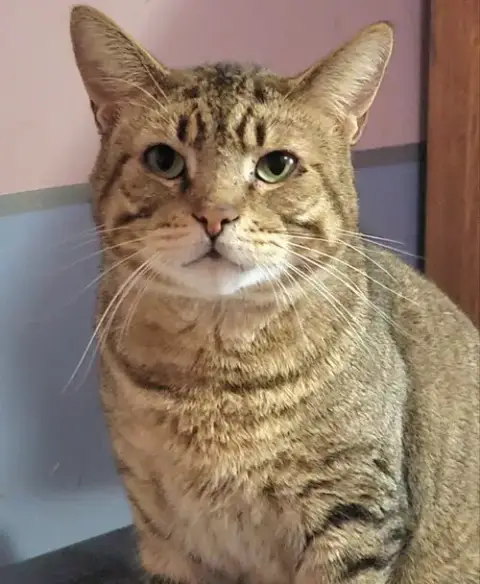 Catsanova photo 4