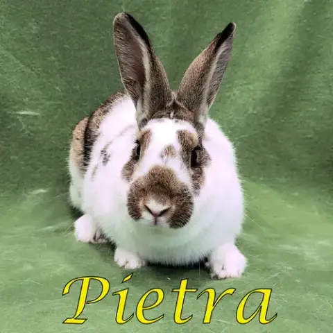 Pietra
