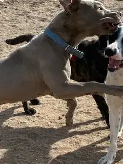 Chai photo 3