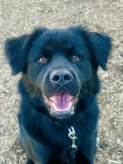 Digger photo 4