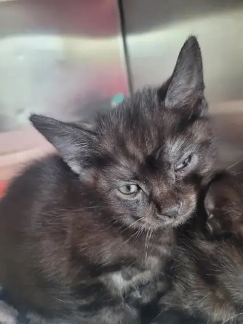 Jude photo 2