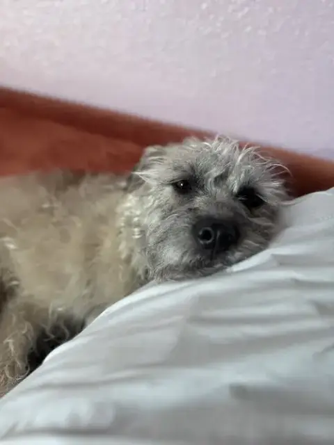 Ayla photo 3