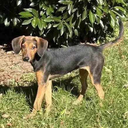 Golda
