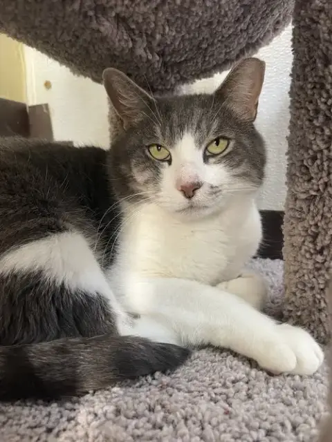 Micah