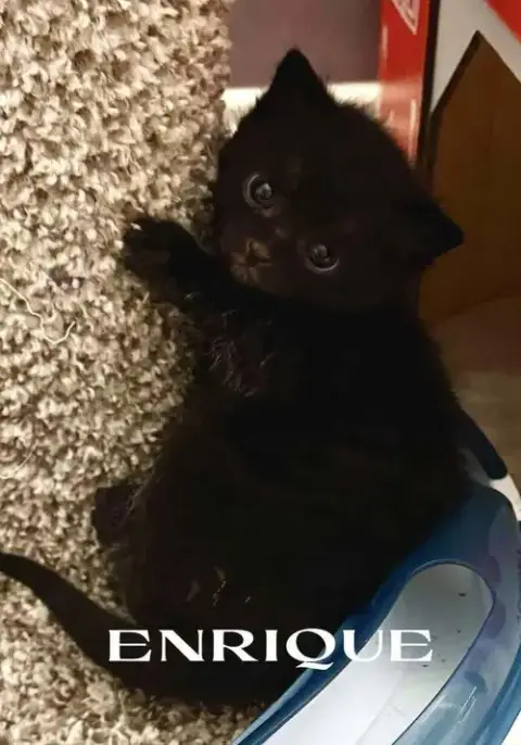 Enrique *Super Playful -- Needs A Cat Friend!* photo 3