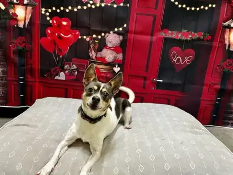 Mooshu photo 3